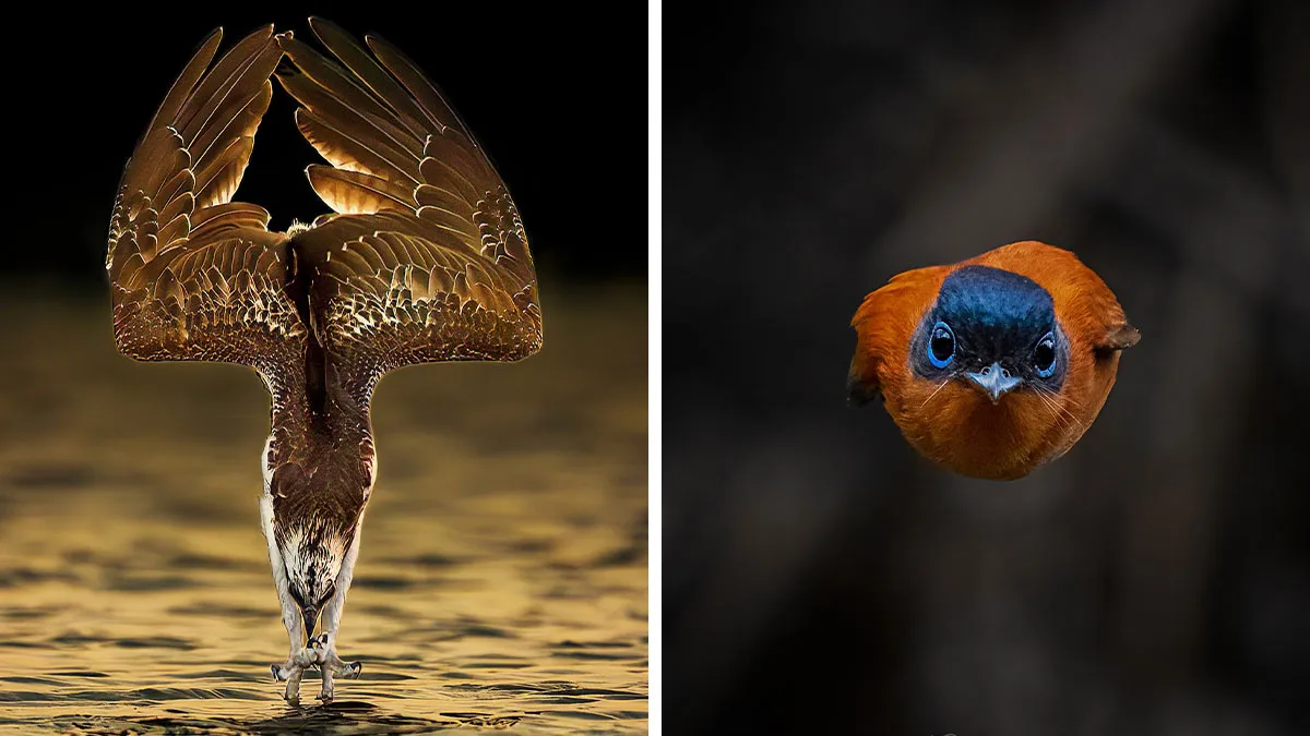 52 Shots Of Wild Animals Hunting By This Indian Photographer