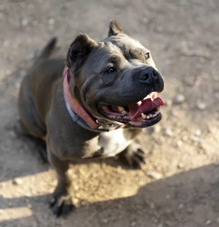 51 Stories Of Pets Acting So Human Owners Could Hardly Believe Their Intelligence