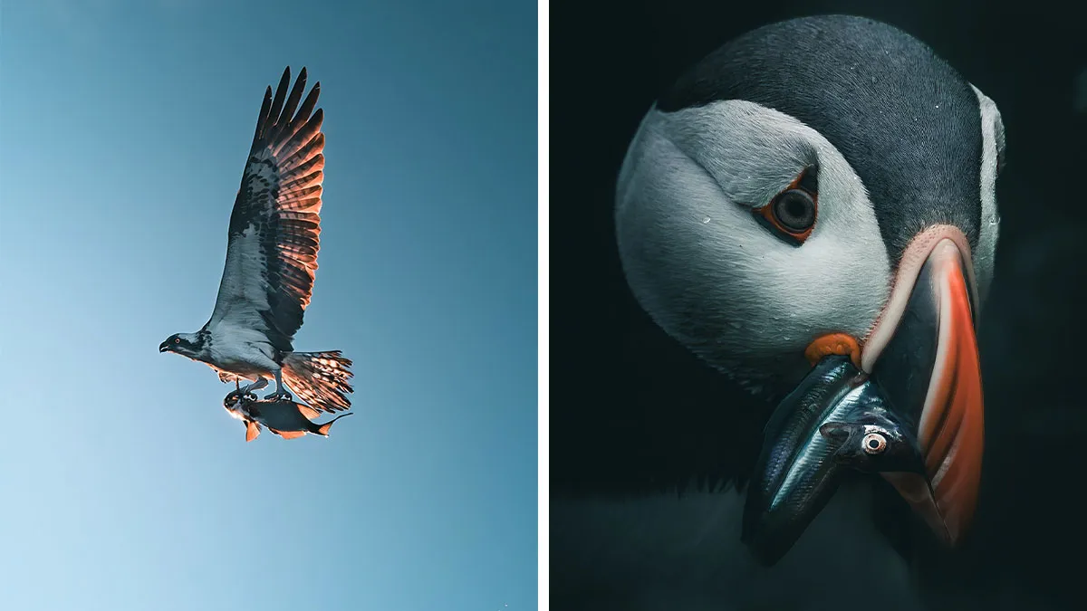 40 New Mesmerizing Wildlife Photos By Magnus Berggren That Capture Nature’s Darker Side
