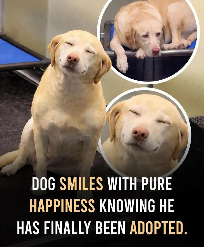 24 Wholesome Animal Facts From Around The World That Restore Faith In Nature