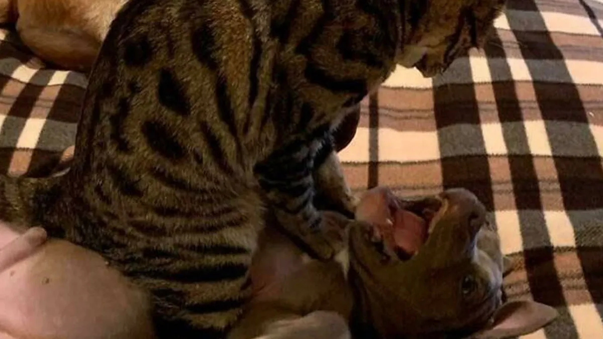 61 Dramatic Pets Who Completely Lost It Over Absolutely Nothing