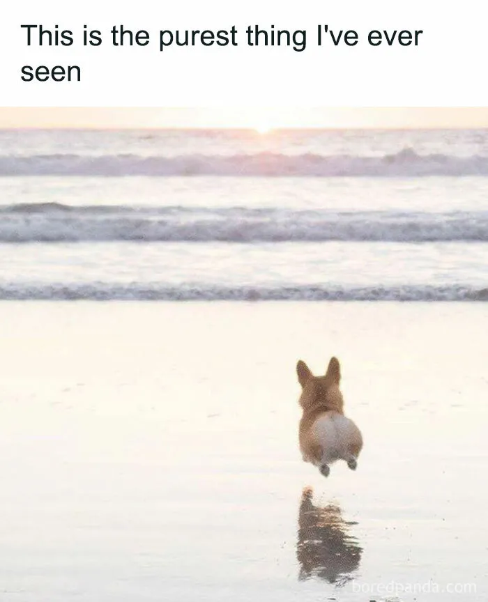 53 Wholesome Internet Finds That Might Just Lift Your Mood