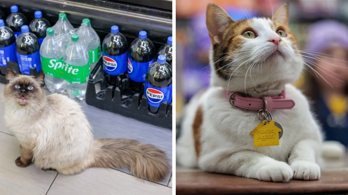 This Page Shared 34 Pics Of New York’s Beloved Bodega Cats And Their Stories