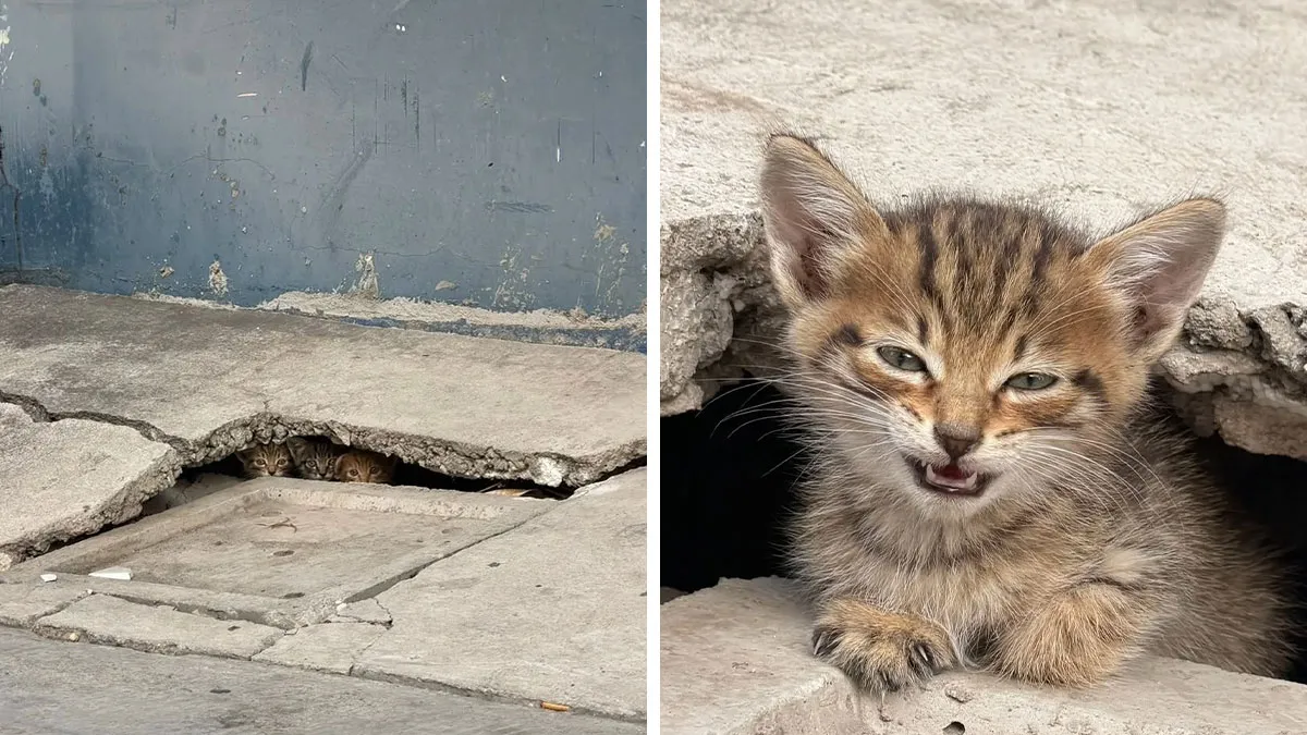 65 Hilarious Photos And Memes From This Page That Prove Life Is Better With Cats