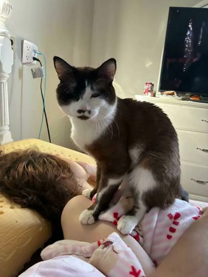 This Is How My Cat Sits On Mine