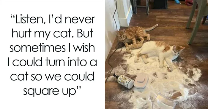 52 Cat Posts Shared By This Page That Are Funny, Sweet, And Spot On