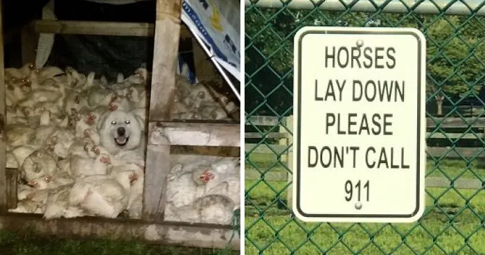 61 Funny And Chaotic Farm Photos That Make City Folks Jealous Of Rural Life