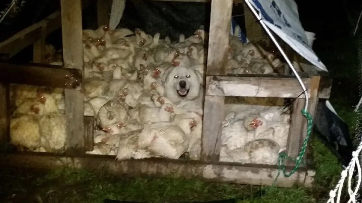 61 Funny And Chaotic Farm Photos That Make City Folks Jealous Of Rural Life