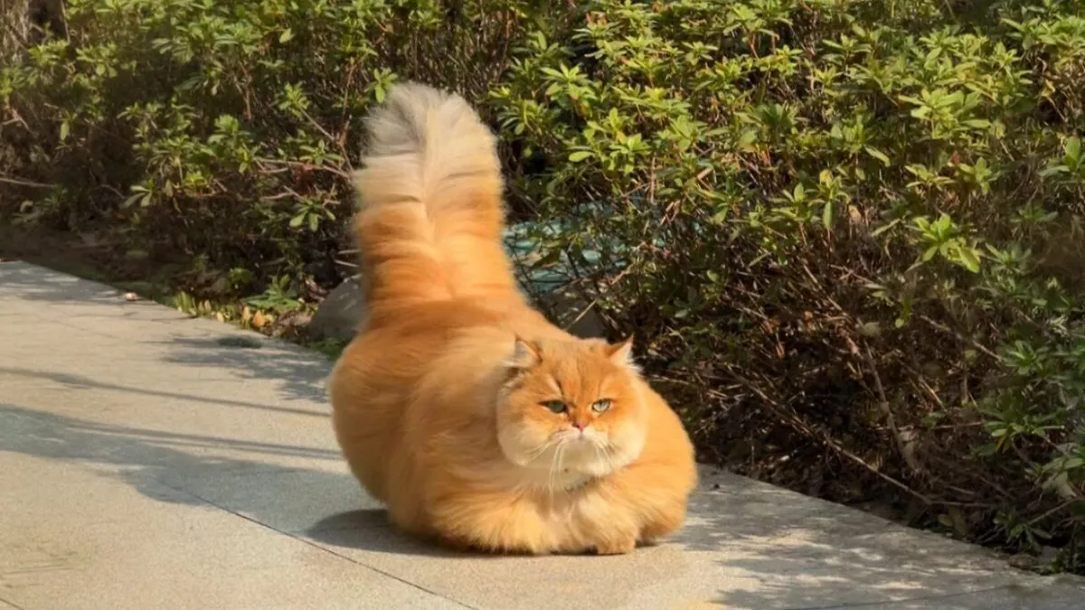 This Page Shared 40 Funny Pics With Cats Who Have Absolutely No Respect For Rules, Logic, Or Personal Space