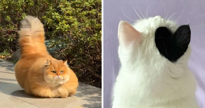 This Page Shared 40 Funny Pics With Cats Who Have Absolutely No Respect For Rules, Logic, Or Personal Space