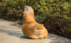 This Page Shared 40 Funny Pics With Cats Who Have Absolutely No Respect For Rules, Logic, Or Personal Space 