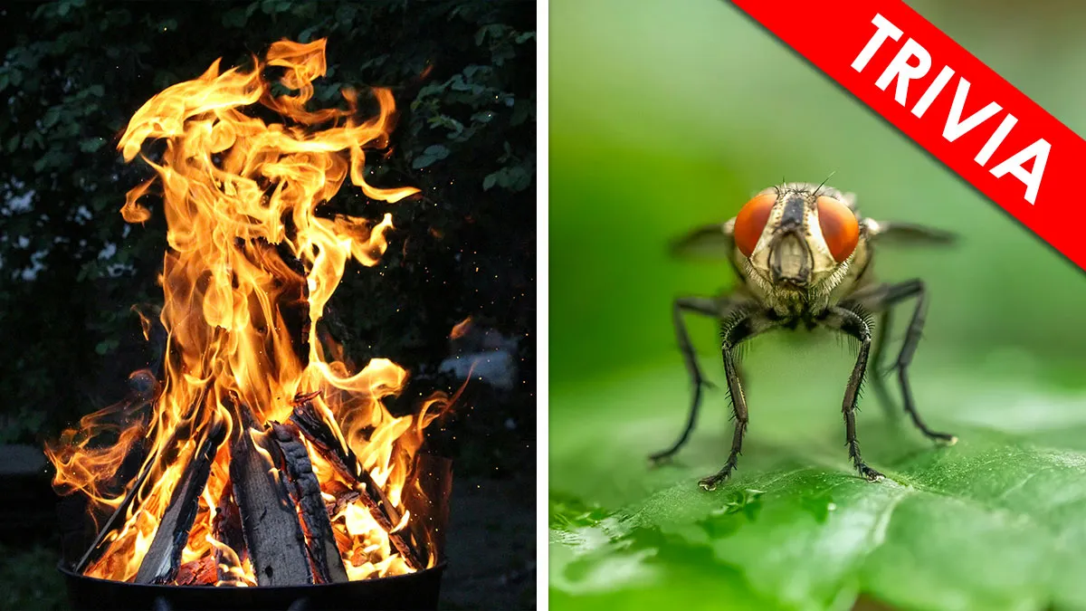 “What Word Links These 2 Images?”: 20-Question Quiz To See How Fast Your Mind Connects Clues