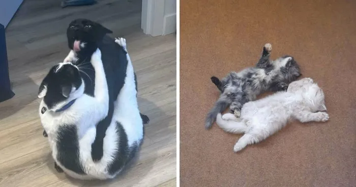 51 Hilarious Pics Of Pet Siblings That Might Convince You To Finally Adopt Another Animal (New Pics)