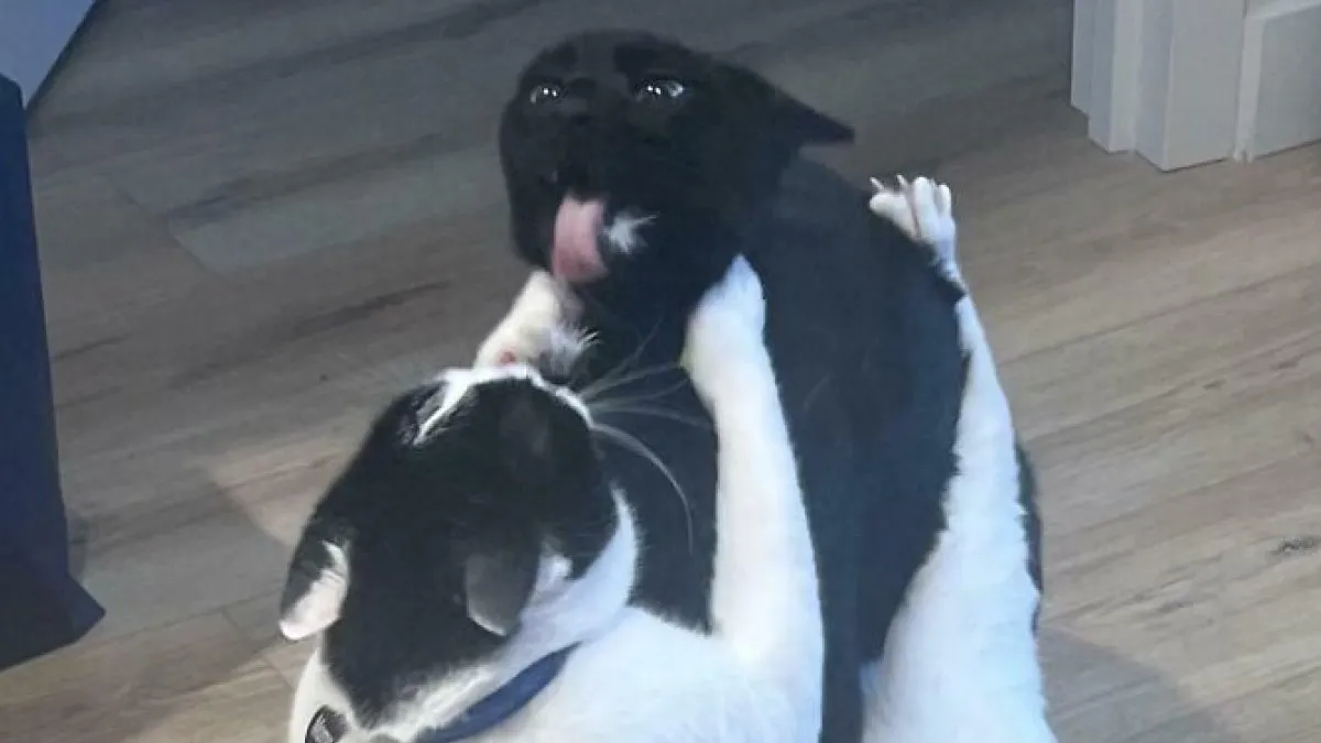 51 Hilarious Pics Of Pet Siblings That Might Convince You To Finally Adopt Another Animal (New Pics)