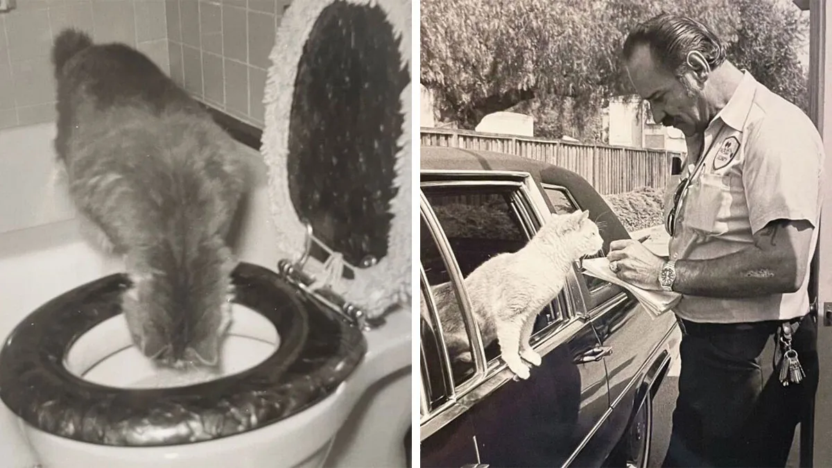 100 Fascinating Historical Photos That Might Change Your Perspective On Cats, As Shared By This Page (New Pics)