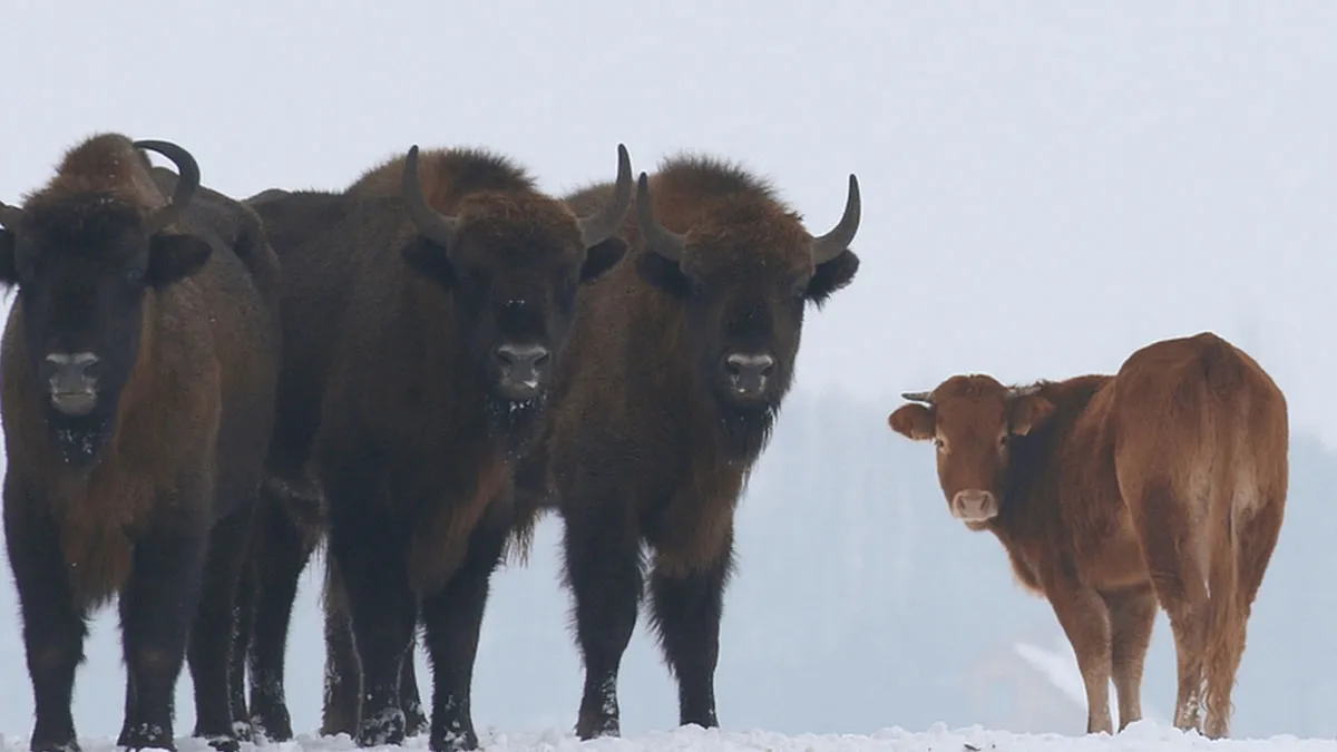 30 Fotos icónicas de animales que se volvieron virales por todo el mundo
