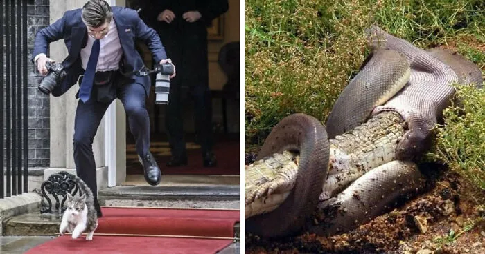 30 Fotos icónicas de animales que se volvieron virales por todo el mundo