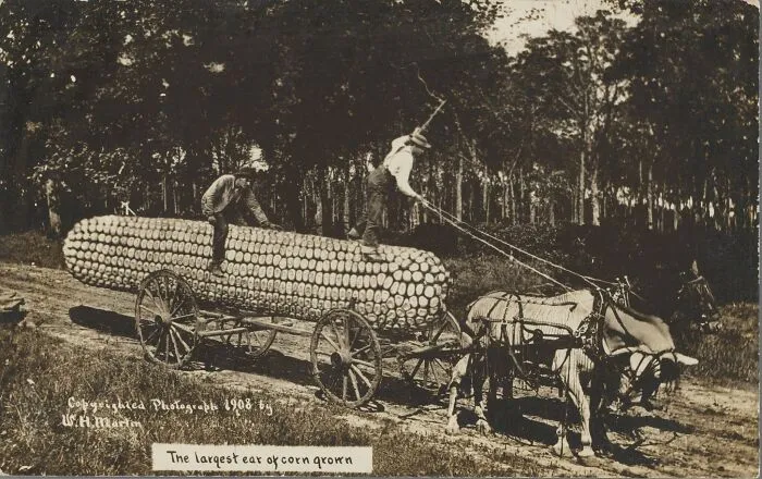 "The Largest Ear Of Corn Grown" – W.H. Martin, 1908