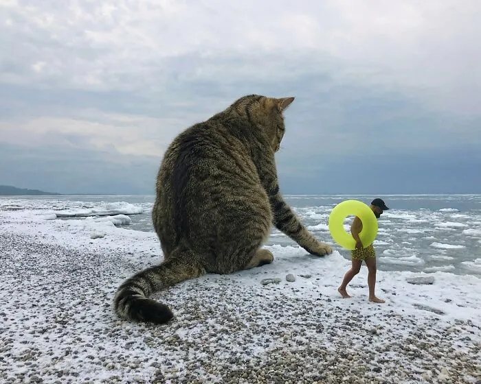 This Artist’s Giant Cat Photoshop Series Returns With 26 New Pics