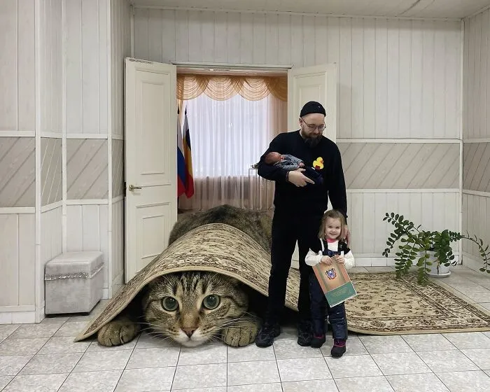 This Artist’s Giant Cat Photoshop Series Returns With 26 New Pics