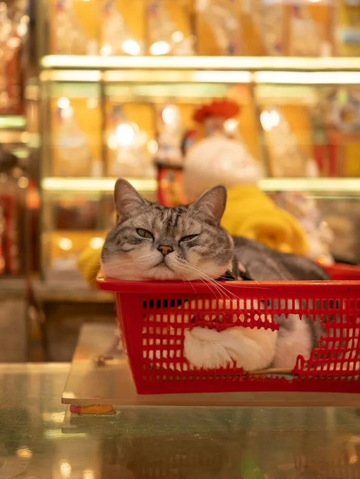 This Photographer Captured 40 New Photos Of Street Cats Around The World That Are Full Of Character