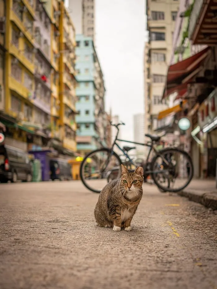 This Photographer Captured 40 New Photos Of Street Cats Around The World That Are Full Of Character