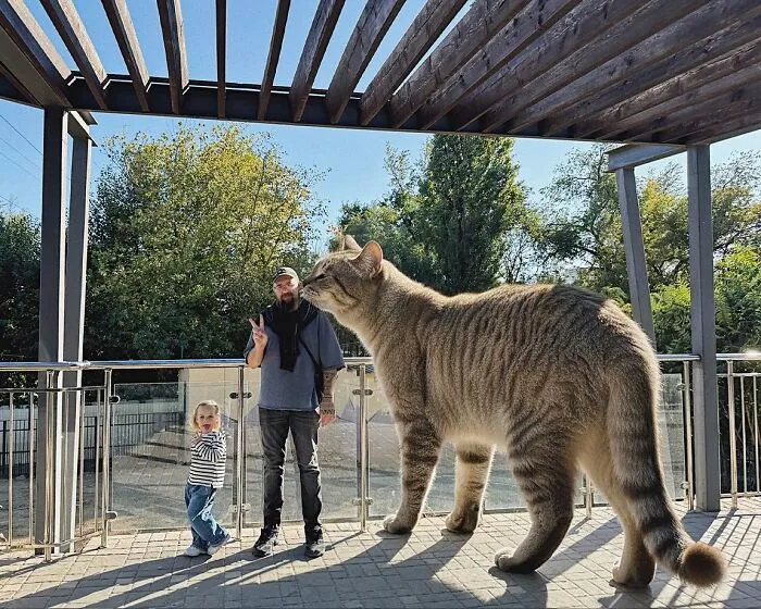 This Artist’s Giant Cat Photoshop Series Returns With 26 New Pics