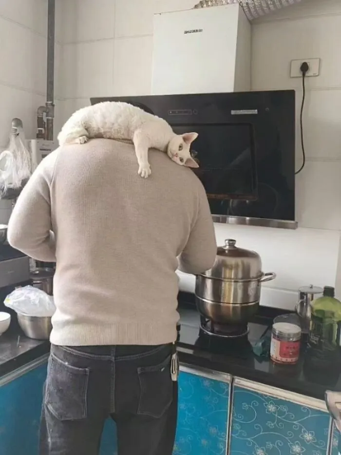 This Page Shared 40 Funny Pics With Cats Who Have Absolutely No Respect For Rules, Logic, Or Personal Space