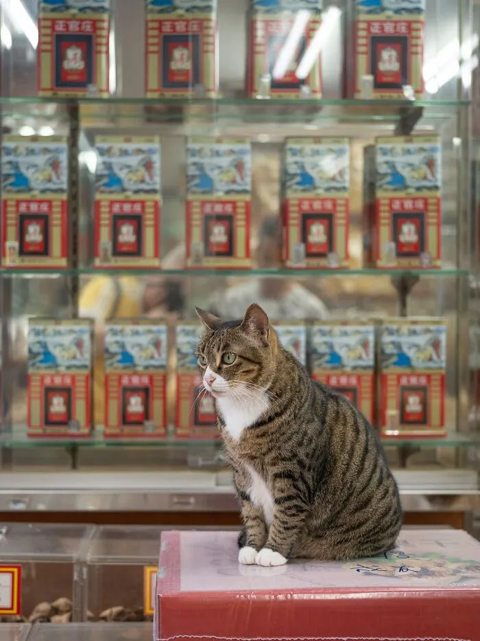 This Photographer Captured 40 New Photos Of Street Cats Around The World That Are Full Of Character