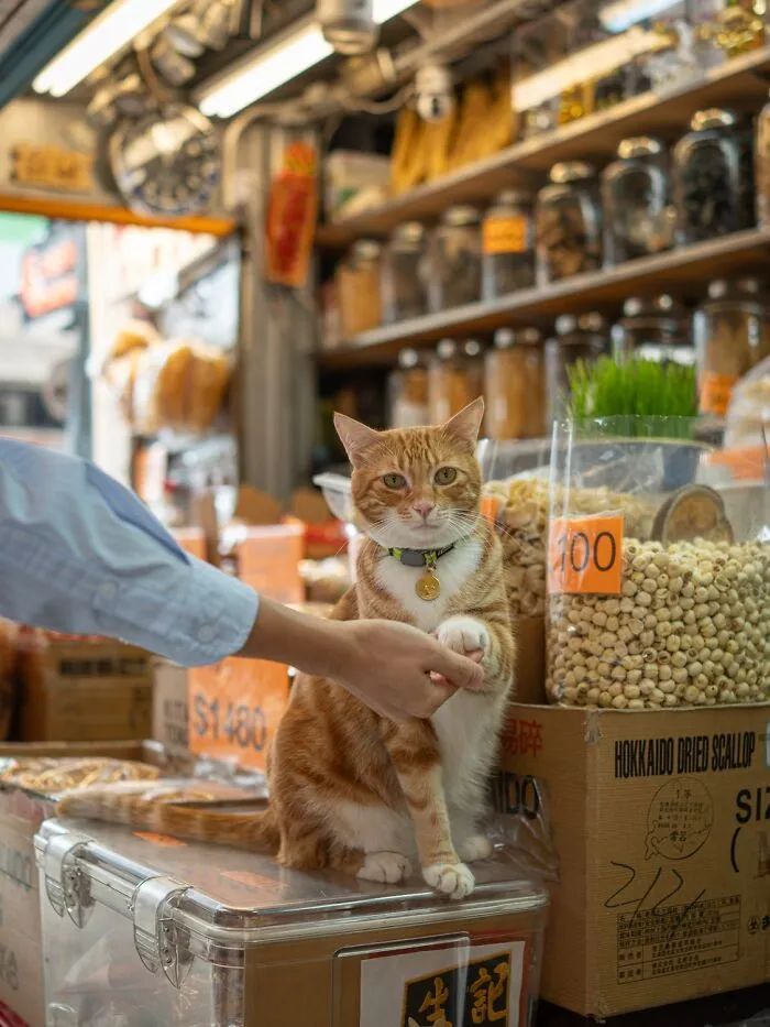 This Photographer Captured 40 New Photos Of Street Cats Around The World That Are Full Of Character