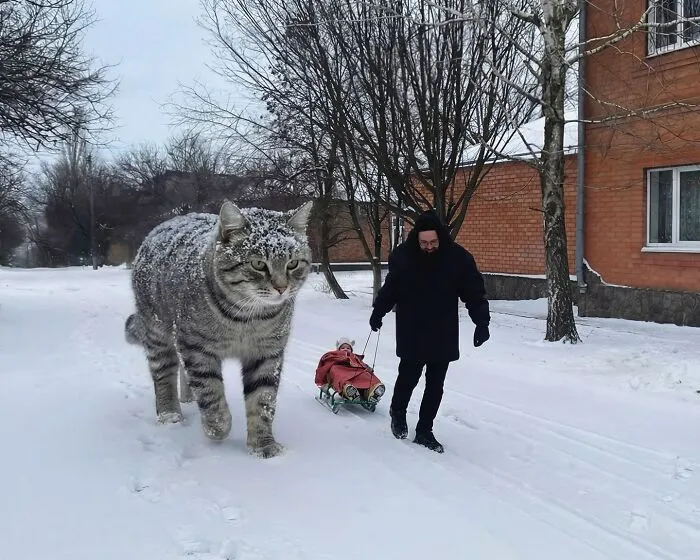 This Artist’s Giant Cat Photoshop Series Returns With 26 New Pics