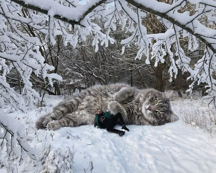 This Artist’s Giant Cat Photoshop Series Returns With 26 New Pics