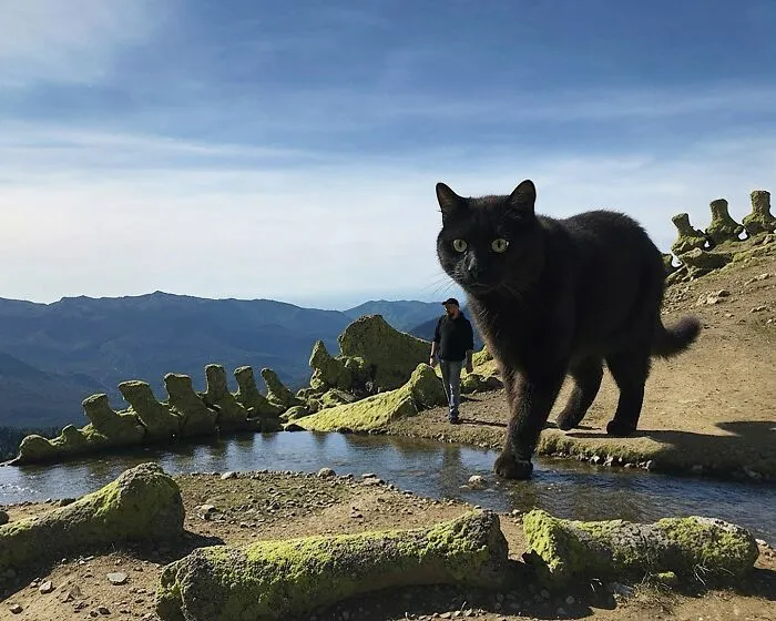 This Artist’s Giant Cat Photoshop Series Returns With 26 New Pics