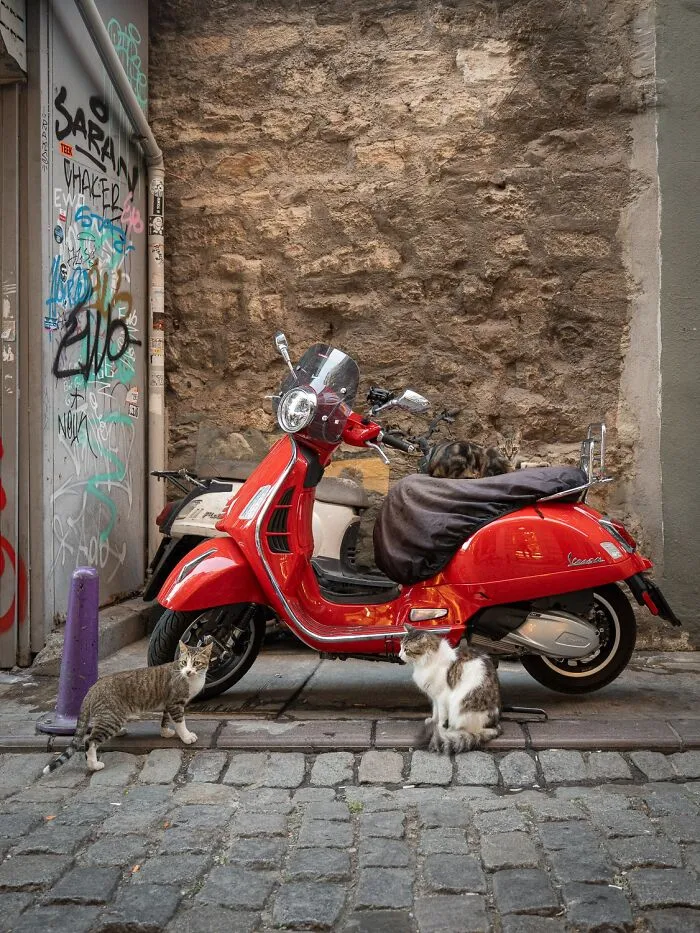 This Photographer Captured 40 New Photos Of Street Cats Around The World That Are Full Of Character