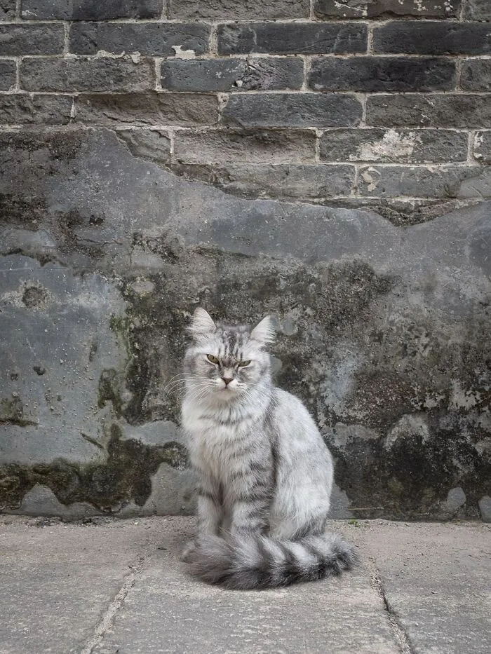 This Photographer Captured 40 New Photos Of Street Cats Around The World That Are Full Of Character