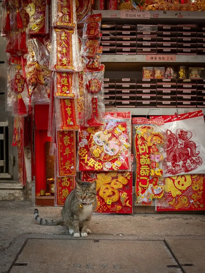 This Photographer Captured 40 New Photos Of Street Cats Around The World That Are Full Of Character