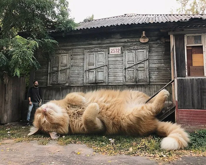 This Artist’s Giant Cat Photoshop Series Returns With 26 New Pics