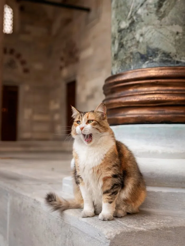 This Photographer Captured 40 New Photos Of Street Cats Around The World That Are Full Of Character
