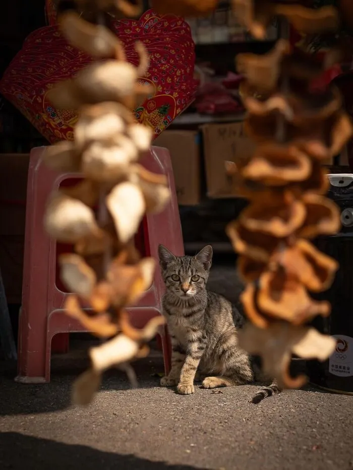 This Photographer Captured 40 New Photos Of Street Cats Around The World That Are Full Of Character