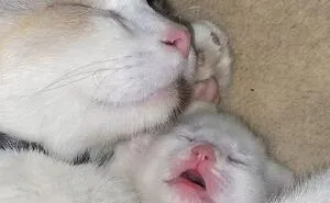 This Page Shared 40 Funny Pics With Cats Who Have Absolutely No Respect For Rules, Logic, Or Personal Space 