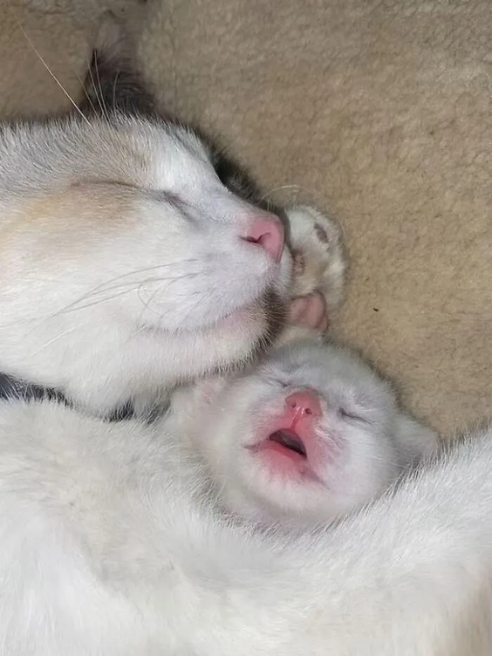 This Page Shared 40 Funny Pics With Cats Who Have Absolutely No Respect For Rules, Logic, Or Personal Space