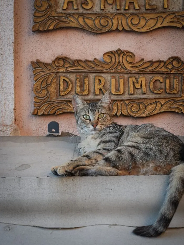 This Photographer Captured 40 New Photos Of Street Cats Around The World That Are Full Of Character