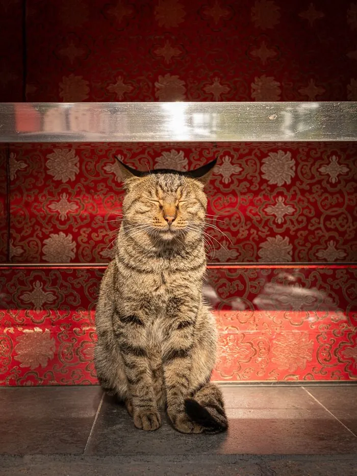 This Photographer Captured 40 New Photos Of Street Cats Around The World That Are Full Of Character