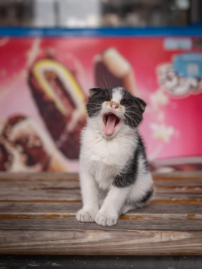 This Photographer Captured 40 New Photos Of Street Cats Around The World That Are Full Of Character