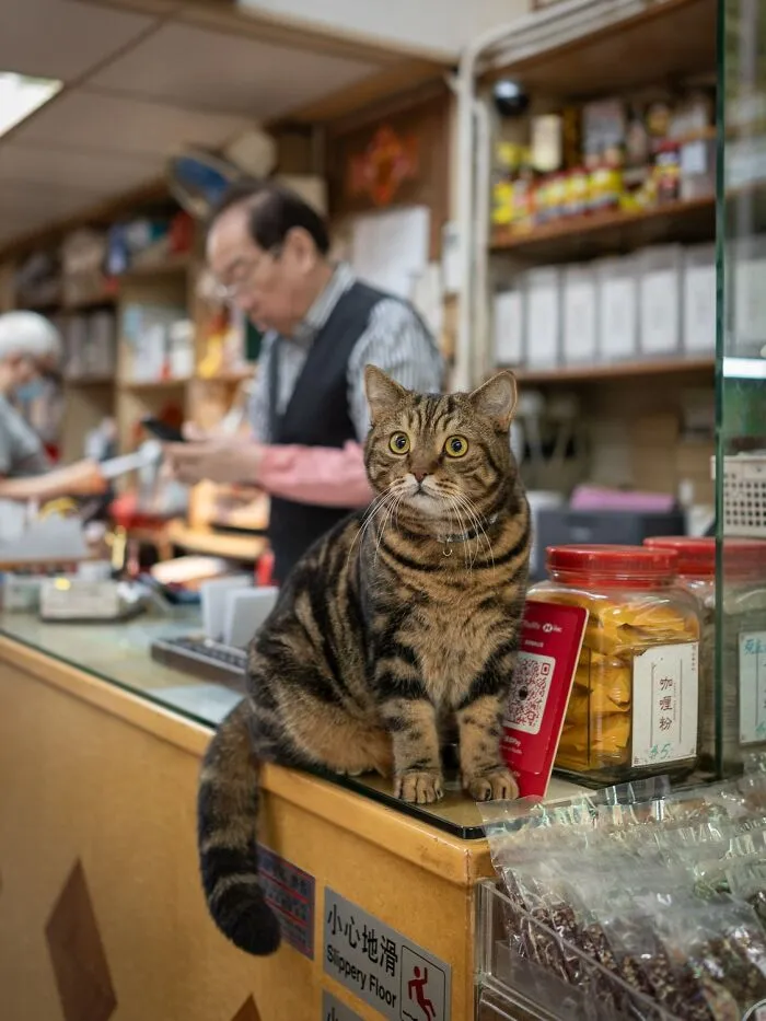 This Photographer Captured 40 New Photos Of Street Cats Around The World That Are Full Of Character