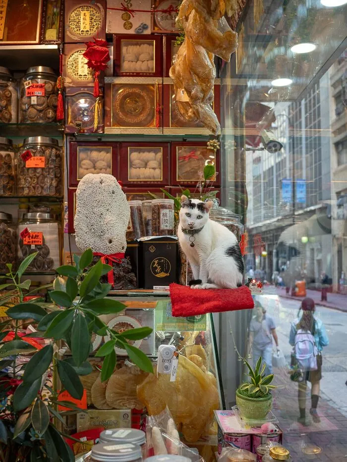 This Photographer Captured 40 New Photos Of Street Cats Around The World That Are Full Of Character