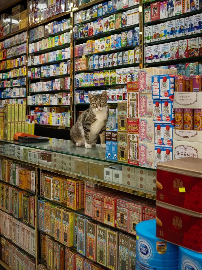 This Photographer Captured 40 New Photos Of Street Cats Around The World That Are Full Of Character