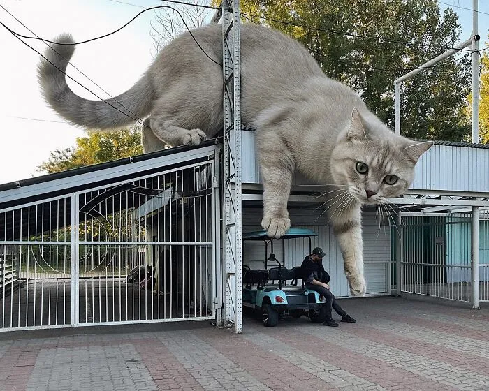 This Artist’s Giant Cat Photoshop Series Returns With 26 New Pics
