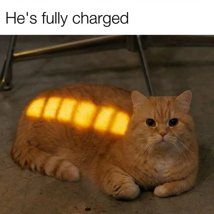 65 Hilarious Photos And Memes From This Page That Prove Life Is Better With Cats