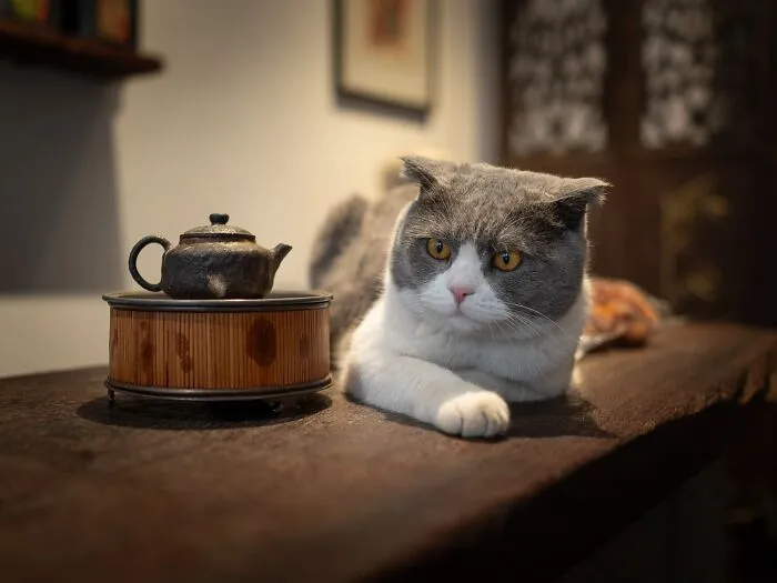 This Photographer Captured 40 New Photos Of Street Cats Around The World That Are Full Of Character